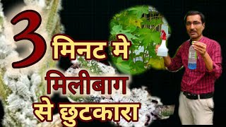 मिनटों मे पाएं मीलीबग से छुटकारा / Mealybug Control in Plants instantly.