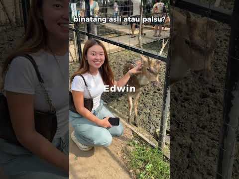 Semua hewannya asli ga sihh?🤔🤔