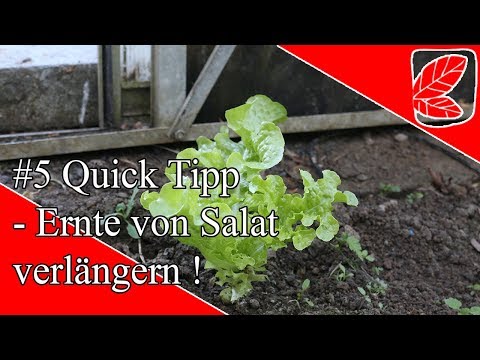 Salat mehrfach effektiver Ernten ohne Verlust - Quick Tipp #5