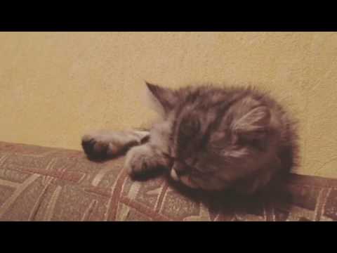 Exotic Shorthair Cat | False alarm