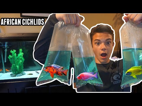 image-How many Peacock cichlids can I put in a 45 gallon tank?