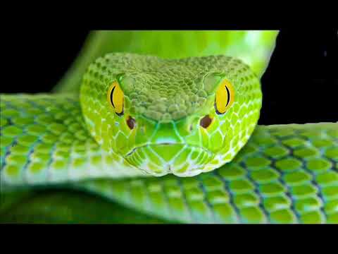 Peruquois - Awaken The Snake