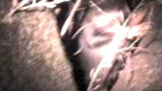 Nite Ch 'PR'  James and Mark's Spook