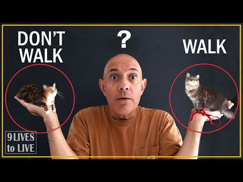 Pros and Cons of Walking Your Cat -- Must Watch Before You Walk
