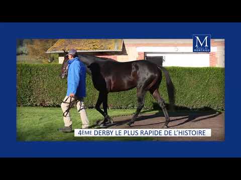 Wings of Eagles - Spot Arqana