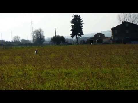 silver..tris del dianella x ariel