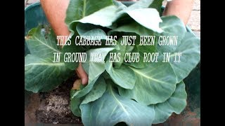 Grow Cabbages free from Club Root. Grow Vegetables.