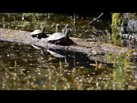 L'émyde lépreuse, l'autre tortue aquatique sauvage de France