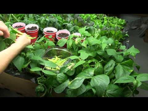 , title : 'Harvesting Organically Grown Beans From Our Indoor Garden!'