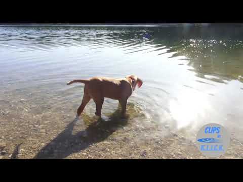 Family dog - Magyar Vizsla - der perfekte Familienhund