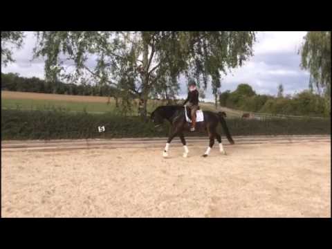 Totilas x Don Diamond Schritt