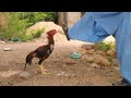 Sindhi Aseel Murga Fight