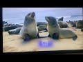 Safari Scrapbook Seal
