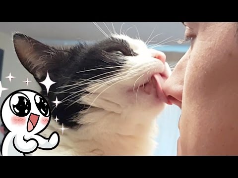 CAT LOVES KISSES ! - YouTube