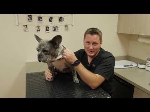 Giardia Infection and Treatment