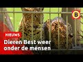 Dieren BestZOO krijgen eindelijk weer bezoek | Omroep Brabant