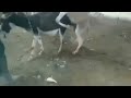 Donkey Mating