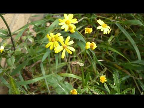 Panasonic Lumix DMC - S2 720p HD Video Sample1
