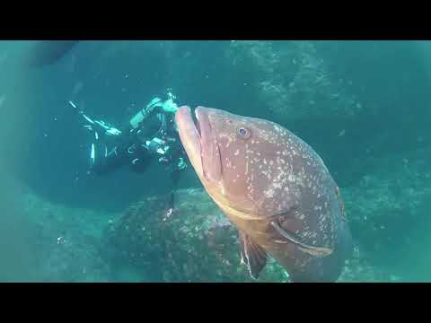 Sortie Okeanos - Estartit 2022 avec Calypso Diving