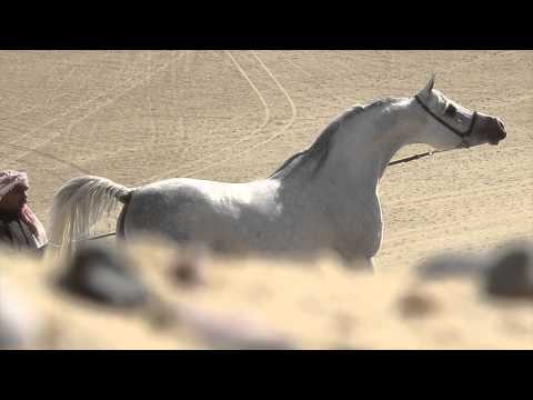 sheikh alkharafi 2010