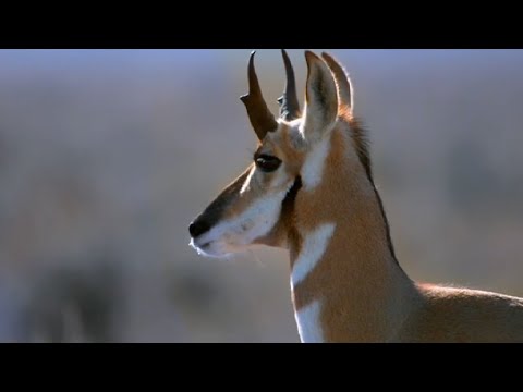 Path of the Pronghorn