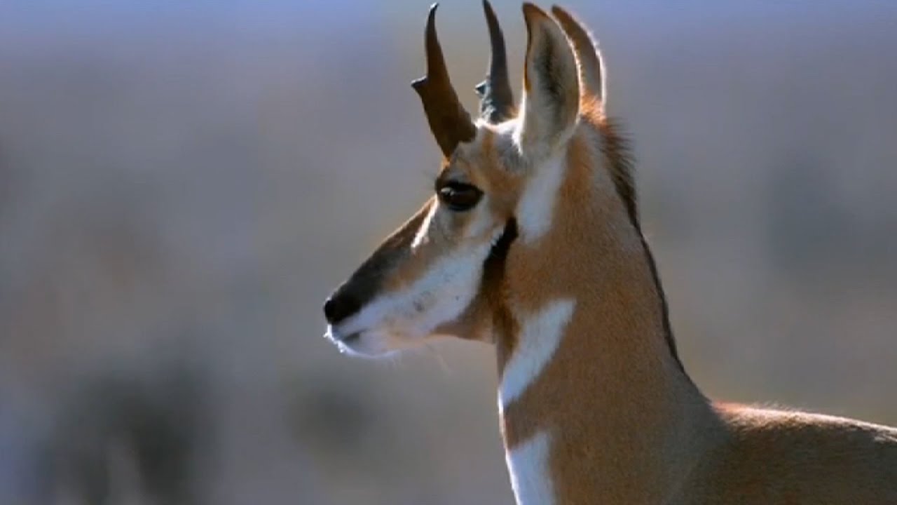 Path of the Pronghorn