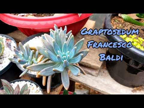 Graptosedum Francesco Baldi