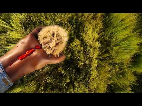 Reggie Becton - DND (Official Audio)