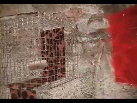 GRAF & ZYX - Schielefestival 2006 Neulengbach - Stadtkeller.mp4