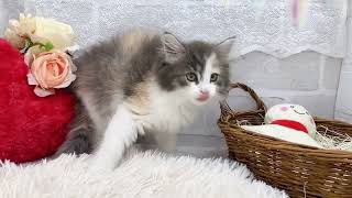 ノルウェージャンフォレストキャットの動画01