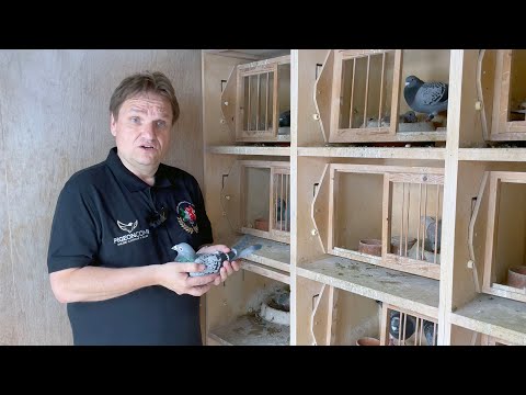 John Poppeliers, Hapert (NL) presents his National winner from Agen (old birds)