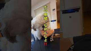チビとパパ🐶 #犬のいる暮らし #犬 #日常 #youtube #チャンネル登録お願いします