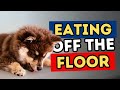 Should Dogs Eat Off The Floor Vet Explains