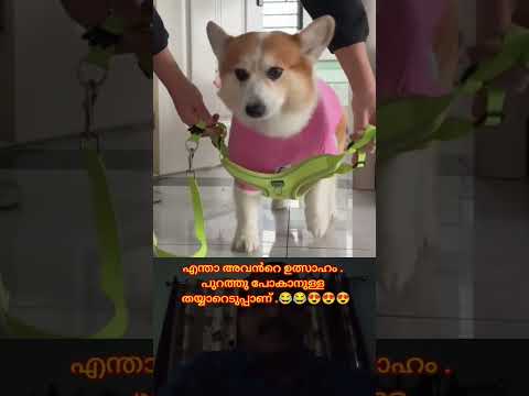 #doglife #pets #funnyshorts #animalshorts #dogdress 🐕🐕😍😍😍😍