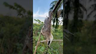 Download lagu GAK DI SANGKA SANGKA MIKAT DAPAT ELANG MINI, MIKAT BURUNG CENDET DAPAT TROTOLAN mp3