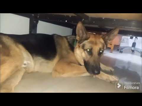 The German Shephered following traits of Human Brother , do Notorious activities at home and go bed