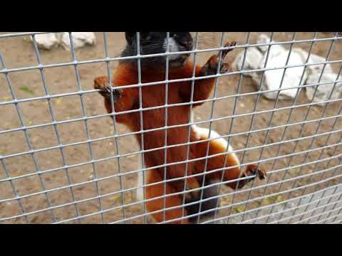 Kleindierpark Bellingwolde