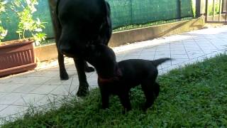 "IL GIGANTE E LA BAMBINA"