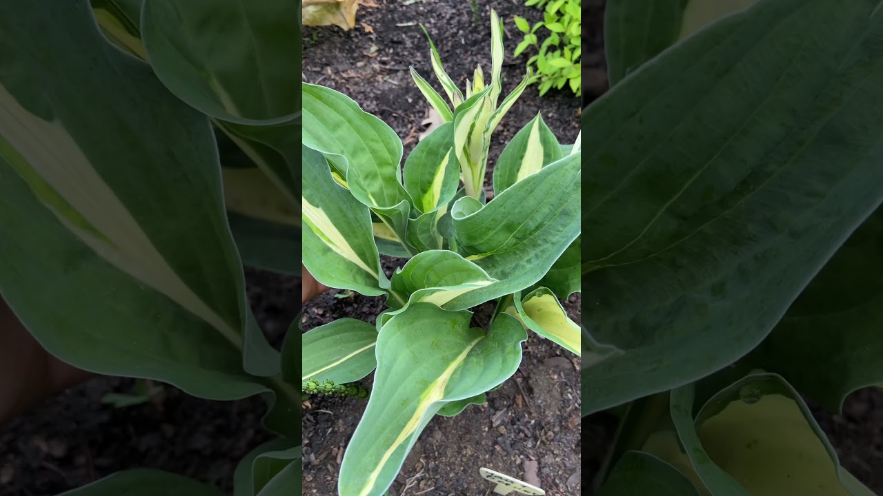 Хоста Уайт бикини ( hosta White Bikini )