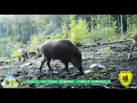 Parcul National Semenic - Cheile Carasului !