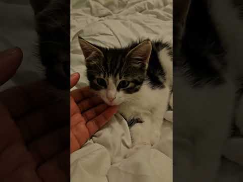 Sweety Pie - Cat Life - Sleepy