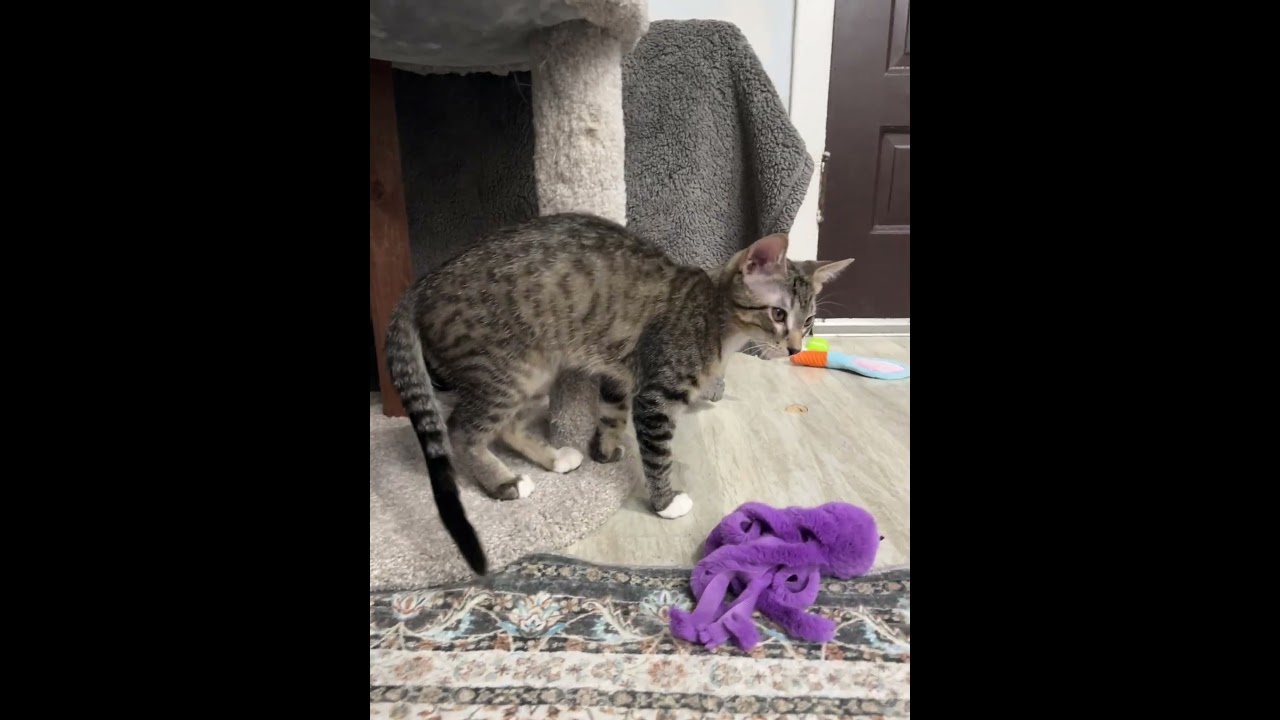 Enlarge Donny, a ADOPTABLE mixed breed in Elmhurst, IL video 6/6