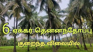 6 ஏக்கர் தென்னந்தோப்பு விற்பனை | குறைந்த விலையில் | #landsale #landsforesale
