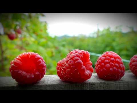 Agro karavan 2018 PROMO