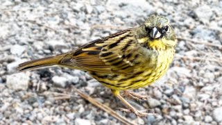 【アオジ】1羽の鳥をひたすら撮る動画【野鳥観察】Black-faced bunting