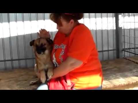 Toto schmust so gerne (PS BOTOSANI)