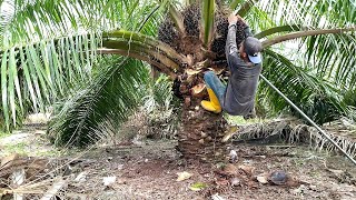 Download lagu Tidak ada tandingnya‼️panen sawit yangambi pokok masih rendah buah super gede muntuk mp3