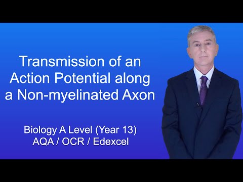 A Level Biology Revision (Year 13) "Transmission of an Action Potential along a Non-myelinated Axon"