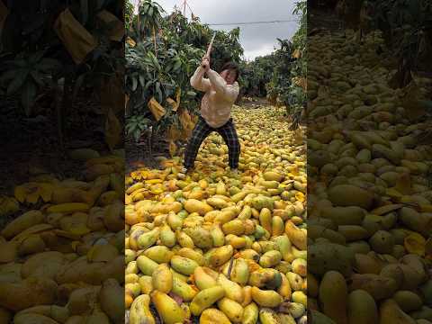 Amazing mangos fruit harvesting from farmers with rural farming life #fruit #farming #mango