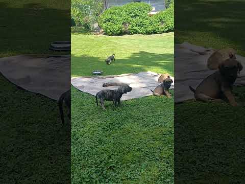 maluszki zaczynają reagować na przywołanie 💖💖💖💖